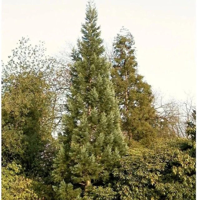 Blauer Kalifornischer Mammutbaum Sequoiadendron giganteum von Nr-01.de, Höhe: 80-100 cm - Bild 1