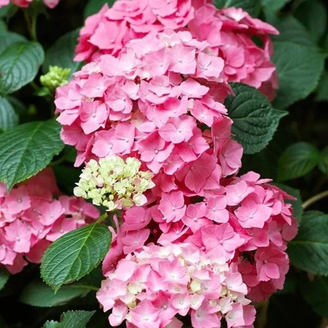 Arborix Hortensie Pia Hydrangea macrophylla mit kugelförmigen Blüten in Pink, Purpur und Rot, Container-Pflanze, Höhe: 25 bis 30 cm - Bild 1