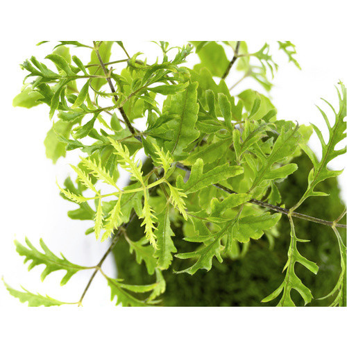 Kibonu Fiederaralie Polyscias fruticosa Zimmerpflanze in Grün - Bild 2