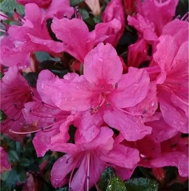 Kriechende Immergrüne Zwerg Azalee Uluru Rhododendron nakaharai in Pink, Bodendecker - Bild 1