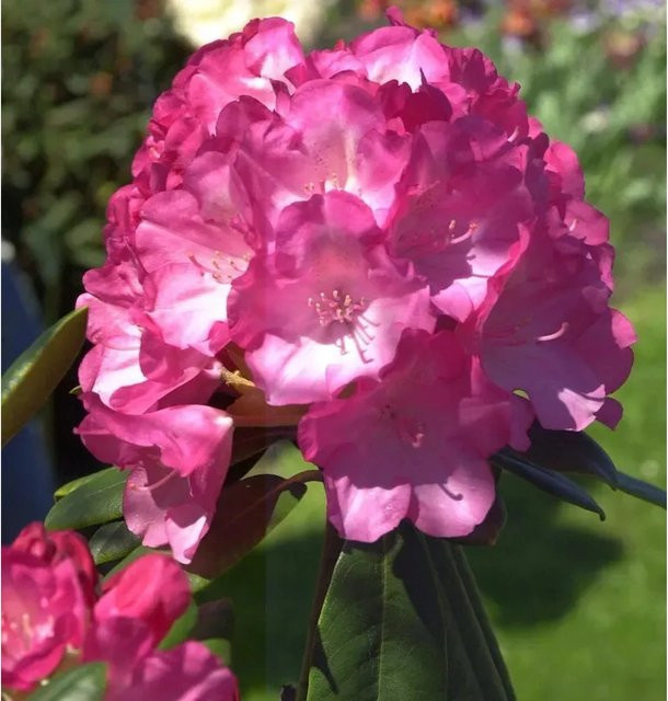 Rhododendron Fantastica Alpenrose pink Heckenpflanze von Nr-01.de - Bild 1