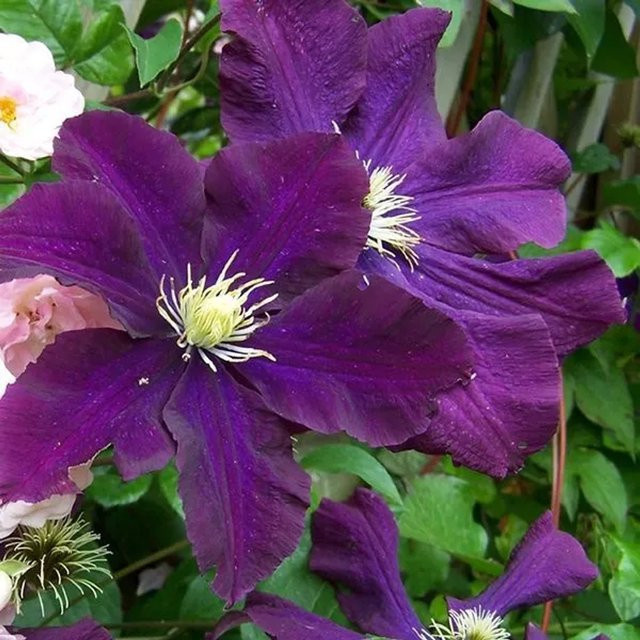 Arborix Clematis Waldrebe Warszawska Nike mit dunkelvioletten Blüten im Container - Bild 1