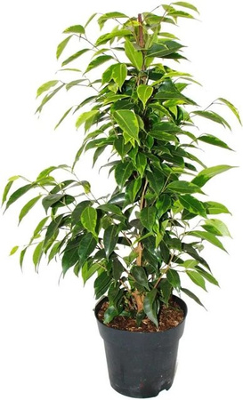 Exotenherz Ficus Benjamini Anastasia Zimmerpflanze im 17cm Topf, Grün