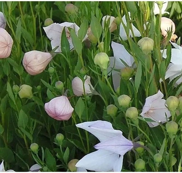Ballonblume Fuji Pink Platycodon grandiflorus von Die Nr-01.de, rosa mehrjährige Staude - Bild 1