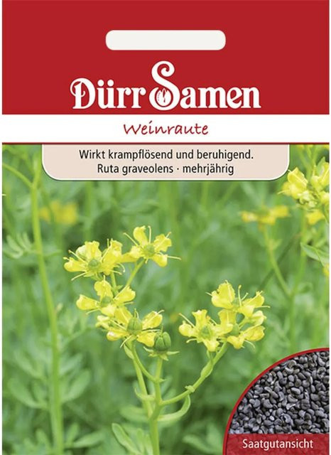Dürr Weinraute Saatgut für den Frühling 155 g - Bild 1