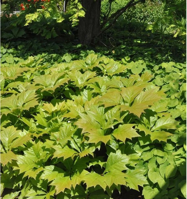 Rodgersia aesculifolia Kastanienblättriges Schaublatt Werner Müller Gartenpflanze grün - Bild 1