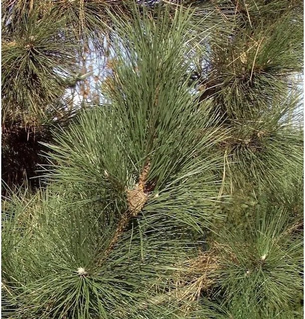 Zwerg-Schwarzkiefer Richard Pinus nigra von Nr-01.de, 30-40 cm, grün - Bild 1