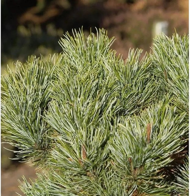 Blaue Kriechkiefer Pinus pumila Glauca von Nr-01.de in Blau und Grün - Bild 1