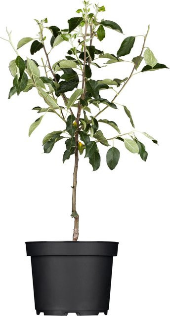 GROW by OBI Bio Apfel Goldparmäne Malus Obstbaum im Topf, Höhe: ca. 130 cm - Bild 1