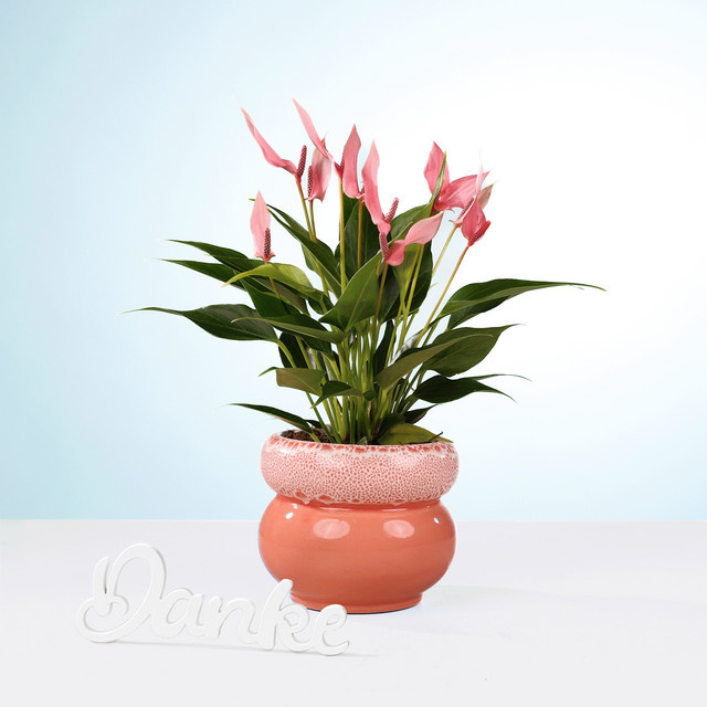 Anthurium Zimmerpflanze im Übertopf von BLUME2000 mit Holzdekor - Bild 1