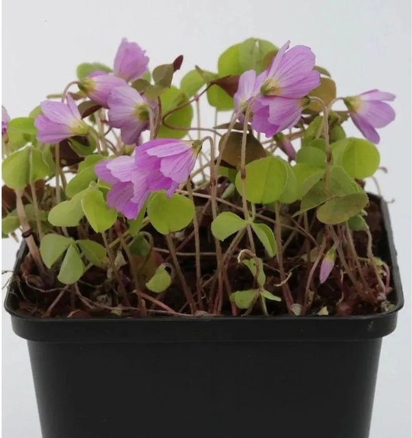 Waldsauerklee Oxalis acetosella als mehrjährige Gartenpflanze von Nr-01.de - Bild 1