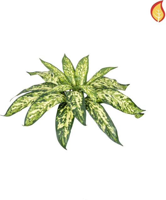 Künstliche Aglaonema Hannelore von Aplanta, grün, Höhe: 37 cm - Bild 1