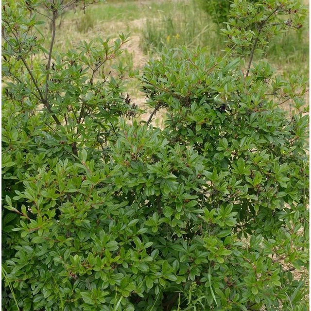 Rhododendron viscosum Strauch in Pink und Grün, Höhe: 50-60 cm - Bild 1