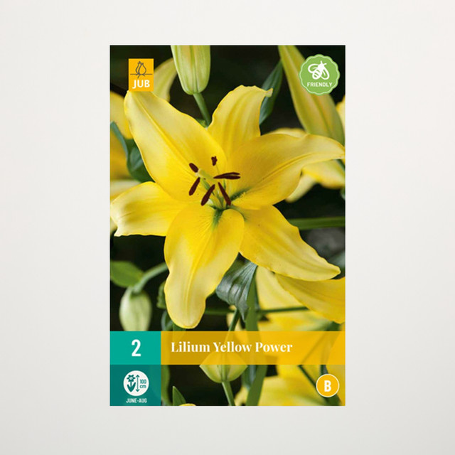 Asiatische Lilie Yellow Power von BLUME2000 mit 2 Knollen - Bild 1