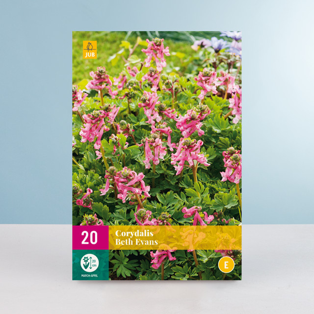 Lerchensporn Beth Evans Knollen von BLUME2000 für Blumenkübel und Balkonkästen, 20 Stück - Bild 1