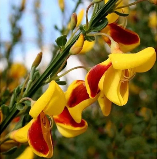 Edelginster Andreanus Cytisus scoparius gelber Zierstrauch Höhe: 40-60 cm - Bild 1