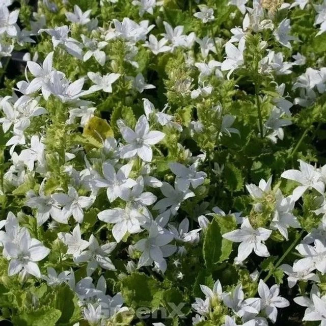 Campanula poscharskyana Glockenblume Silberregen von Nr-01.de als mehrjährige Pflanze für Garten und Steingarten in Silber - Bild 1