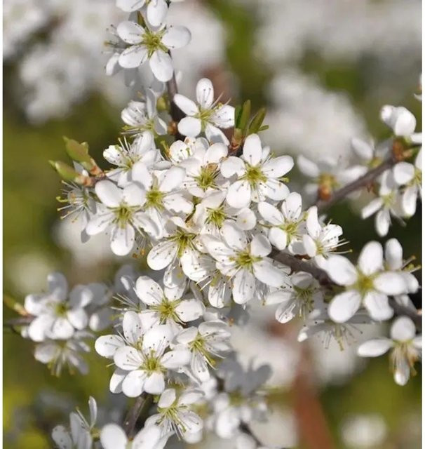Schwarzdorn Prunus spinosa Heckenpflanze und Strauch, Höhe: 100-125 cm - Bild 1