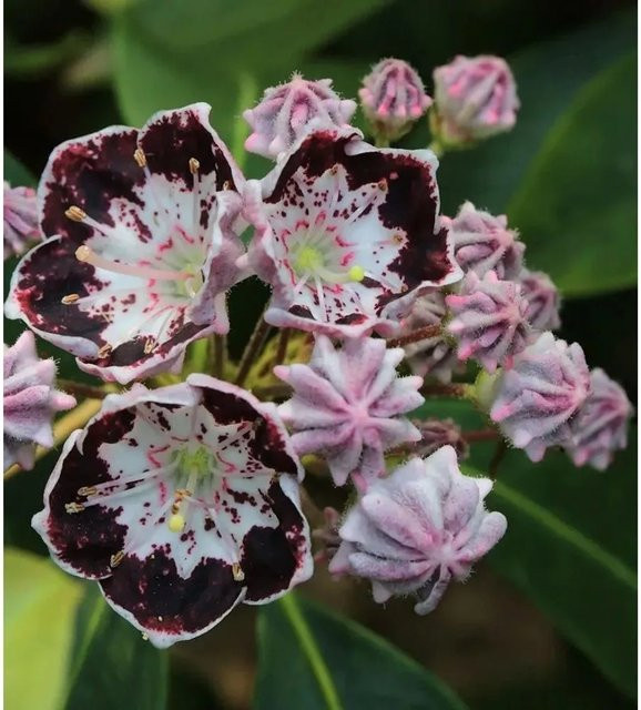Berglorbeer Kalmia latifolia Sterntaler Zierstrauch für deinen Garten, Höhe: 20-25 cm - Bild 1