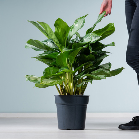 Aglaonema Silver Moon Zimmerpflanze von BLUME2000 in Silber, Grün und Weiß zur Luftreinigung