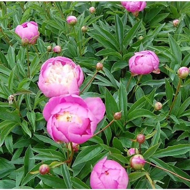 Edelpfingstrose Bowl of Beauty Paeonia actiflora in Pink als mehrjährige Gartenpflanze - Bild 1