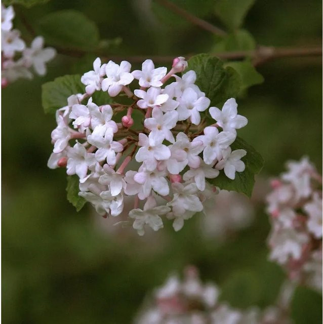Viburnum juddii Koreanischer Duft-Schneeball, weißer Strauch, Höhe: 40-60 cm - Bild 1