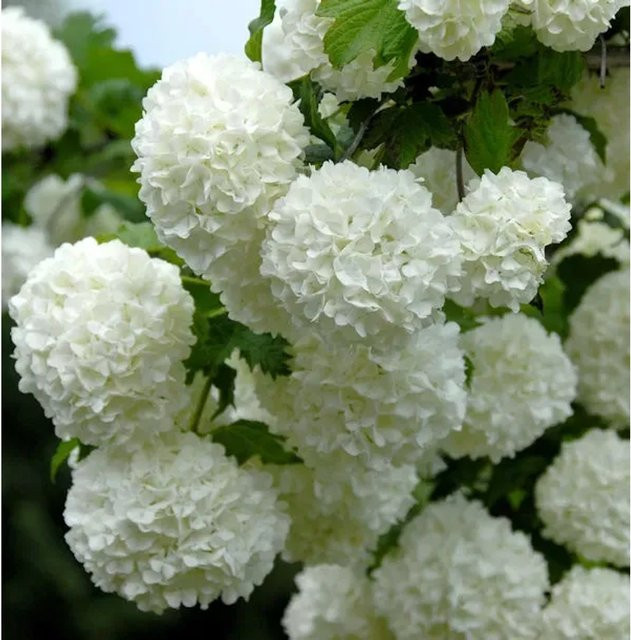 Echter Schneeball Viburnum opulus Roseum Zierstrauch in Weiß und Rosa von Nr-01.de - Bild 1