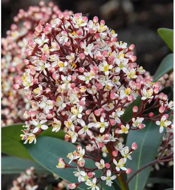 Skimmia japonica Rubella Japanische Skimmie, grün/weiß/rot, Höhe: 60-70 cm - Bild 1
