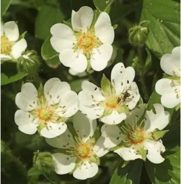 Teppich Fingerkraut Nuuk Potentilla tridentata Bodendecker im Topf - Bild 1