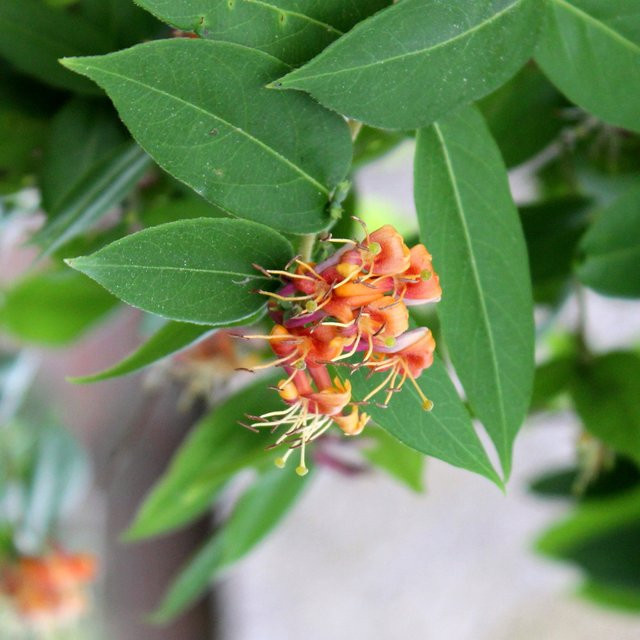 Immergrünes Geißblatt Lonicera als Kletterstrauch in Orange von Mein schöner Garten Shop - Bild 1