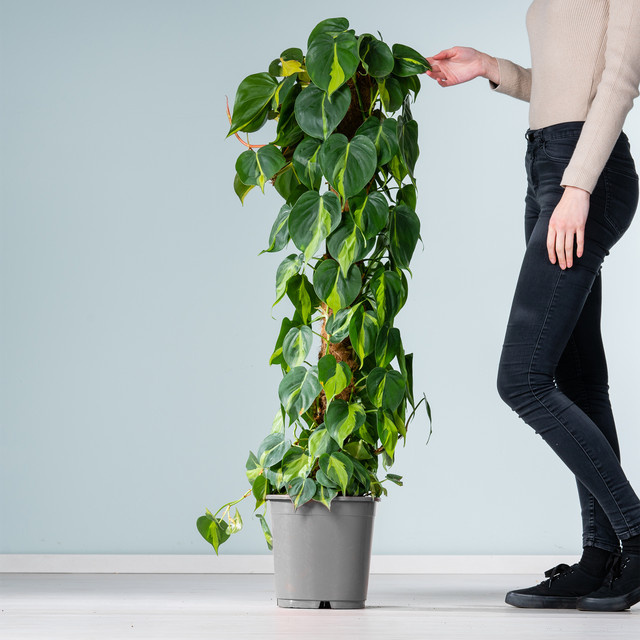 Philodendron Brasil am Moosstab von BLUME2000, grüne Zimmerpflanze mit herzförmigen Blättern, Höhe: 80 cm - Bild 1