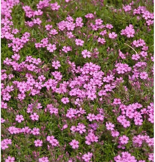Phlox subulata Niedrige Flammenblume Zwergenteppich als pinkfarbener Bodendecker von Nr-01.de - Bild 1