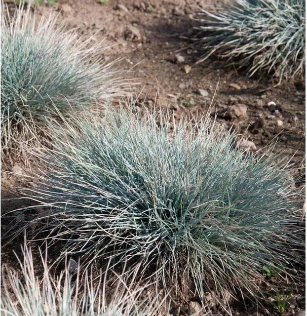 Blauschwingel Azurit Festuca cinerea als Kübelpflanze und Bodendecker von Nr-01.de - Bild 1