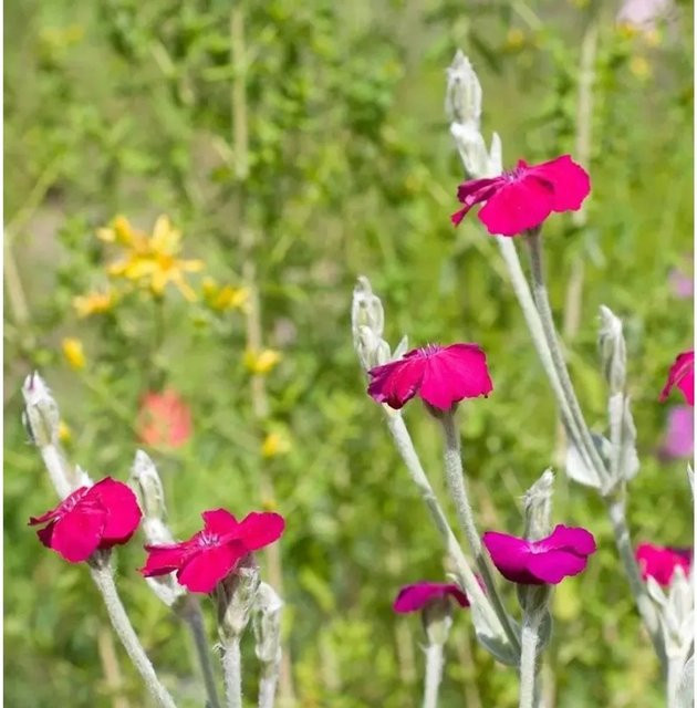 Lychnis coronaria Kranz-Leuchtnelke Atrosanguinea in Pink als mehrjährige Staude für Bauerngarten, Staudengarten und Blumenbeet - Bild 1
