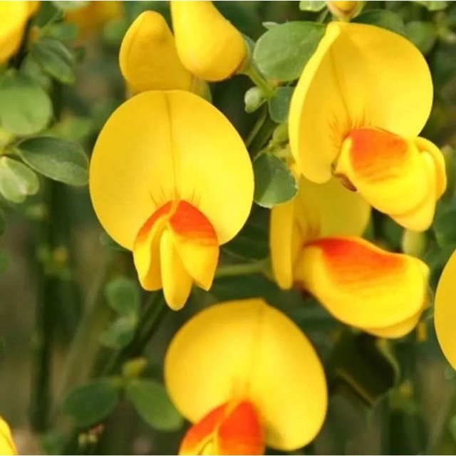 Schmuckginster Jessica Cytisus scoparius gelber Zierstrauch für deinen Garten - Bild 1