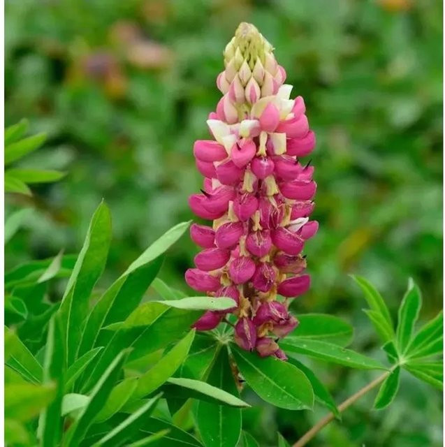 Gartenlupinie Schloßfrau Lupinus polyphyllus als mehrjährige Beet- und Schnittblumenpflanze - Bild 1