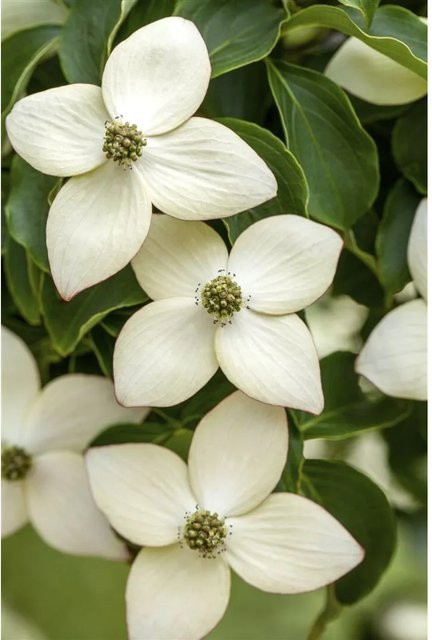 Chinesischer Hartriegel Cornus Kousa Chinensis Wietings Select Zierstrauch in Weiß und Grün, Höhe: 60–80 cm - Bild 1