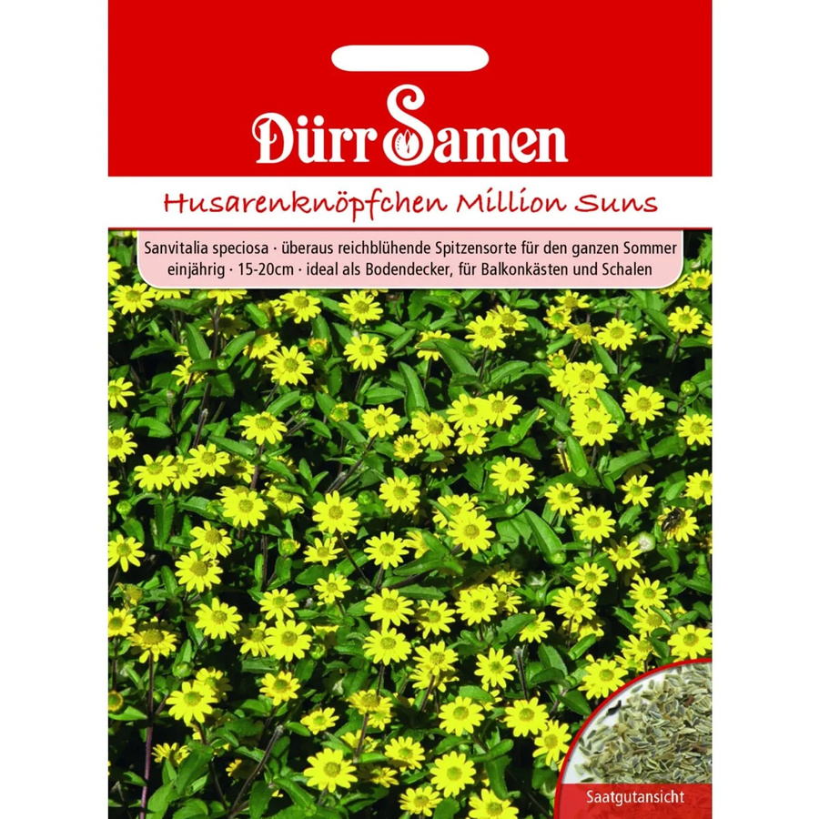 Dürr Samen Husarenknöpfchen Million Suns Einjähriges Saatgut - Bild 2