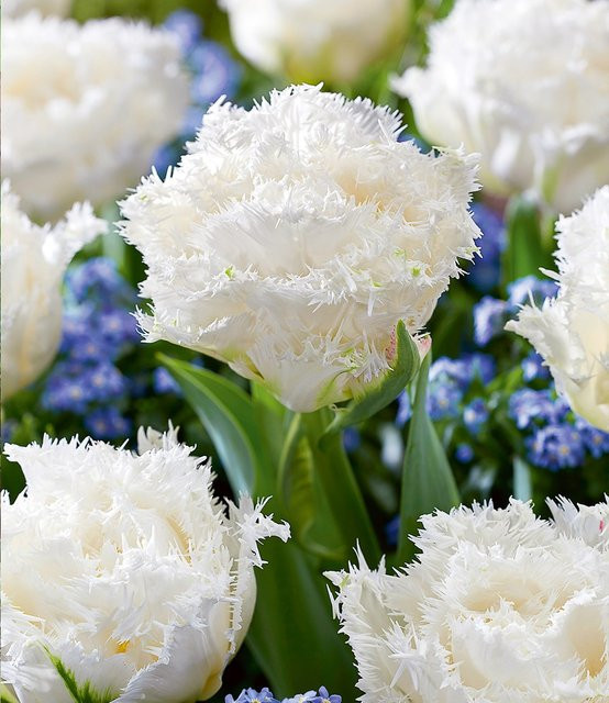 Crispa-Tulpe White Honeymoon - Bild 1