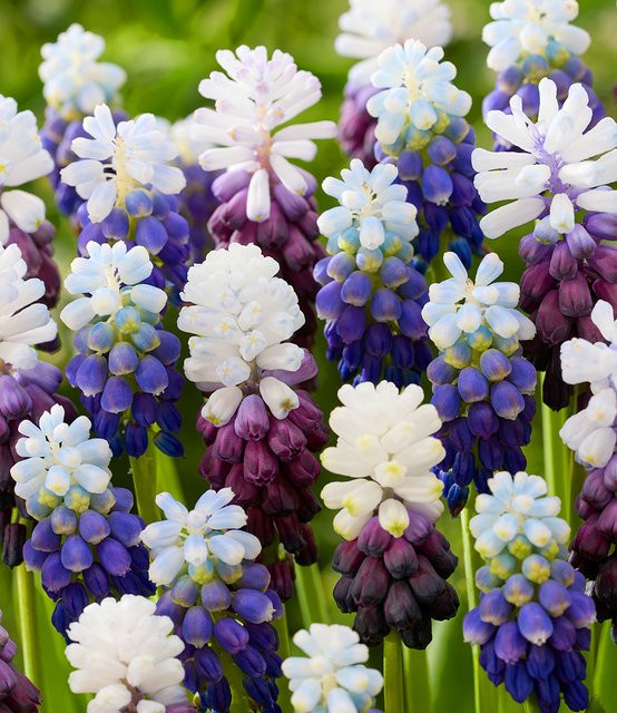 Muscari-Mix Snowblend - Bild 1
