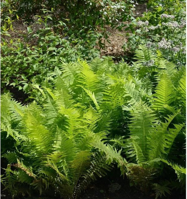 Polypodium vulgare Tüpfelfarn Whitlev Giant von Nr-01.de, grüne Staude - Bild 1