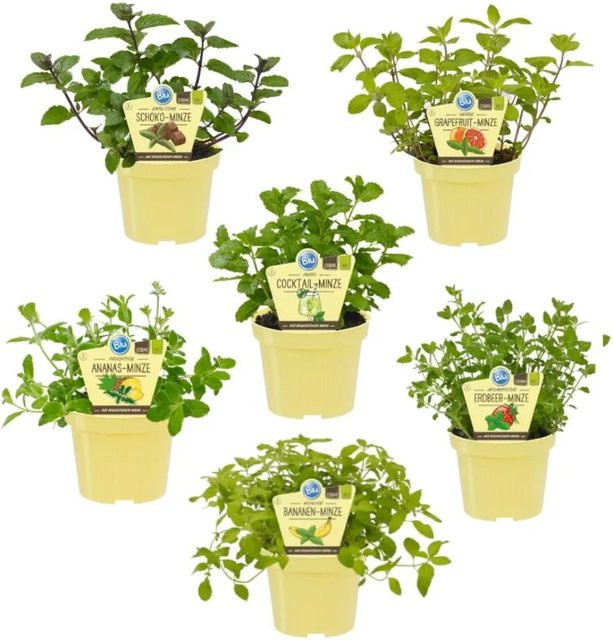 Exotenherz Bio Minze-Set mit 6 ungewöhnlichen Sorten: Ananas, Banane, Erdbeere, Schoko, Hugo und Grapefruit im 12cm Topf - Bild 1