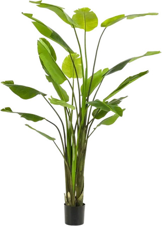 Künstliche Strelitzia Colin von Aplanta, Kunstbaum in Grün, Höhe: 235 cm