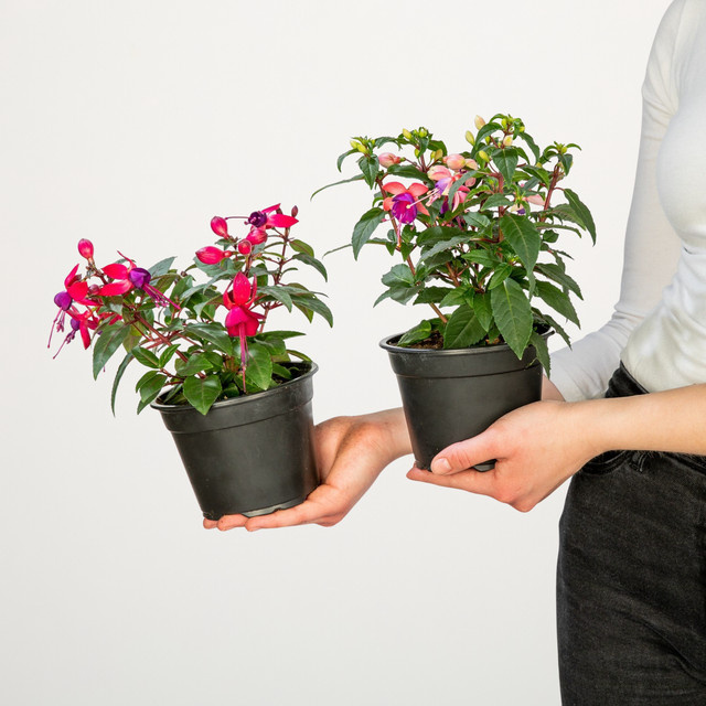 BLUME2000 Aufrechte Fuchsien-Mischung, 6 Stück pflegeleichte Beetpflanzen für Balkonkasten und Blumenkübel - Bild 1