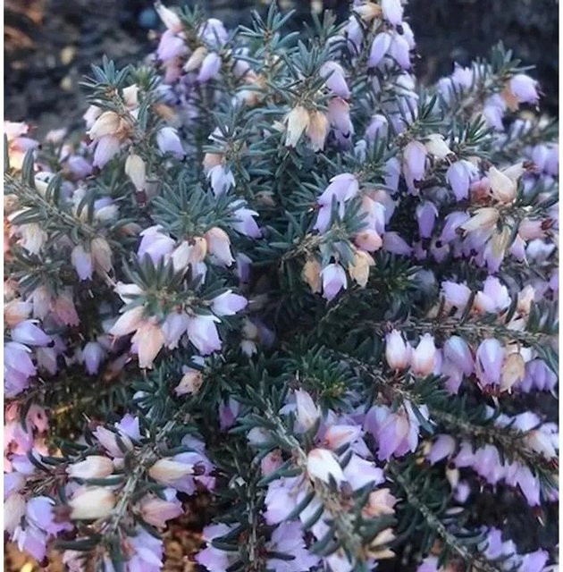 10x Winterheide Winter Beauty Erica carnea in Pink als winterharte Staude für Balkon und Balkonkasten - Bild 1