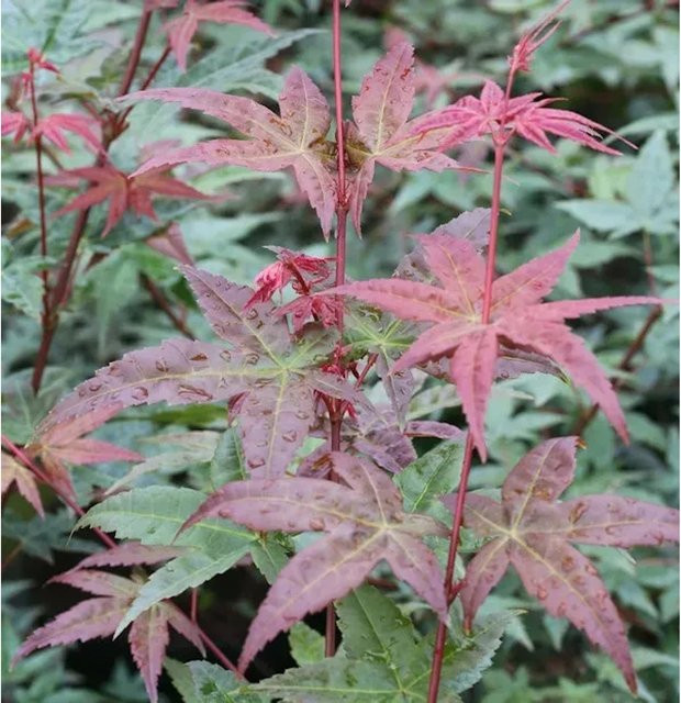 Fächerahorn Beni Komachi Acer palmatum in Lachsrot, Gelbrot und Purpurrot, Höhe: 30-40 cm - Bild 1