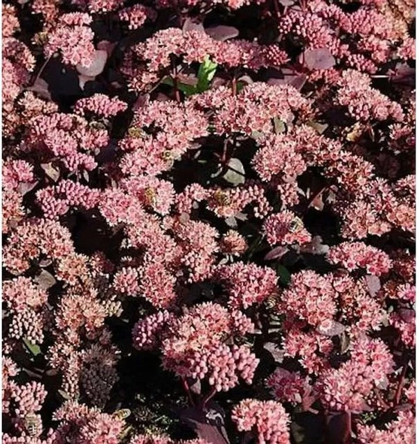Prächtige Fetthenne Purple Emperor Sedum spectabile in lila, mehrjährige Staude für Staudenbeete, Steingärten und als Schnittblume - Bild 1