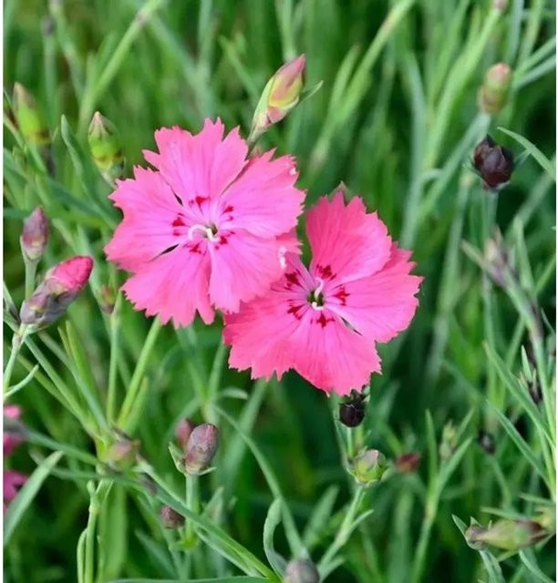 Pfingstnelke Dianthus gratianopolitanus Grandiflorus als mehrjährige Staude für Steingärten und Naturgärten von Nr-01.de - Bild 1