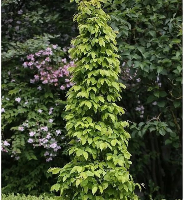 Hainbuche Carpinus betulus Lucas als Heckenpflanze für deinen Garten, Grün - Bild 1