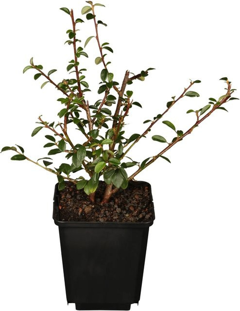 Kriechmispel Coral Beauty Cotoneaster dammeri Bodendecker in Weiß, Topf-Ø: 9 cm - Bild 1